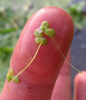 עין ניתאי, 12-2010. צילום: © עירית צוק קובצ'י