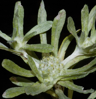 הר יונה, נצרת עילית, מרץ. צילום: © יהודה מרטה