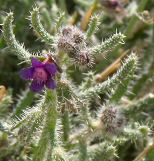 מישור ימין, מרץ. צילום: © אלי ליבנה