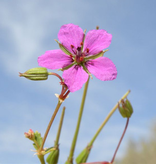 חולות יטבתה, ינואר. צילום: © מורי חן