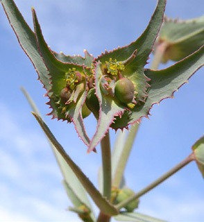 חולות יטבתה, ינואר. צילום: © מורי חן