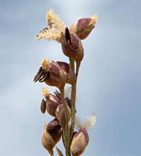 ערבה. צילום: © מורי חן