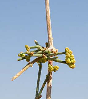 תמנע, ינואר. צילום: © מורי חן