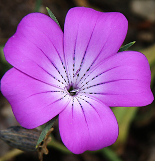 הגן של עתי נתיב הלה, אפריל. צילום: © אלי ליבנה