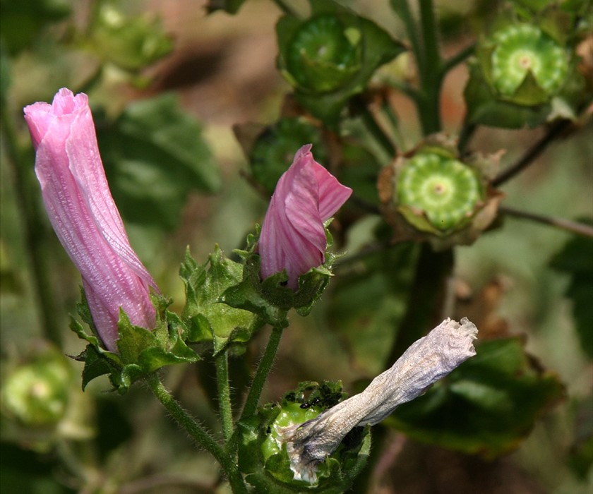 פריחה שופעת. צילום: נעם עביצל