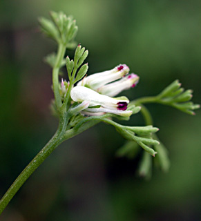 מודיעין, 1.09. צילום: © דרור מלמד