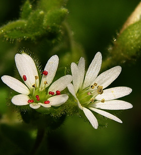 כרמל, פברואר, צילום: © אלי ליבנה