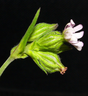 רחובות, ינואר. צילום: © דרור מלמד