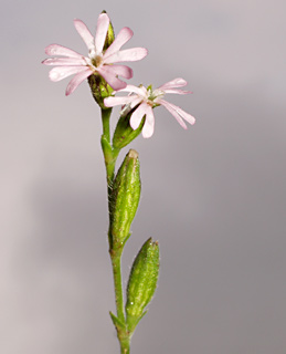 שפלה, ינואר. צילום: © דרור מלמד