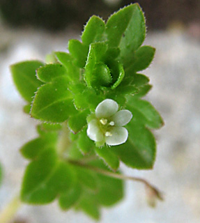 שרון, 1.09. צילום: © ערגה אלוני