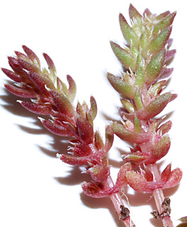 שפלה, 2-2010. צילום: © דרור מלמד