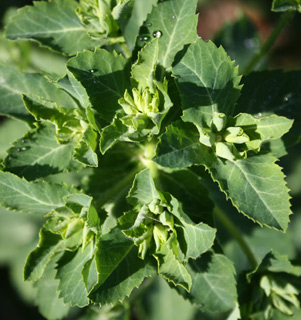 כרמל, פברואר. צילום: © ערגה אלוני