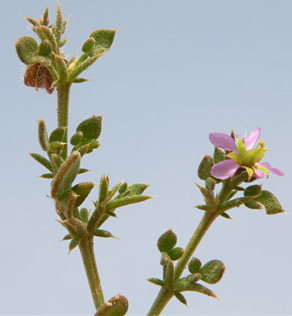 ערבה. צילום: © מורי חן