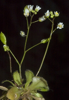 גליל עליון, 1/2009. צילום: © יהודה מרטה