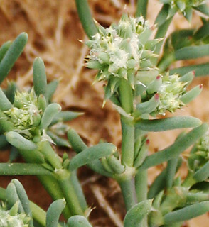 ערבה, פברואר. 
צילום: © ערגה אלוני