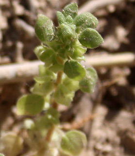 ערבה, פברואר. צילום: © ערגה אלוני