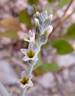 ים המלח, פברואר. צילום: © עירית צוק קובצ'י
