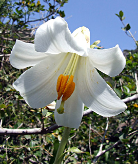  נחל כלח, מאי, צילום: © שרה גולד