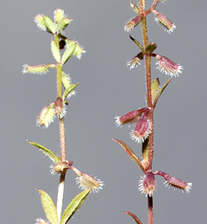 אפריל. צילום: © דרור מלמד