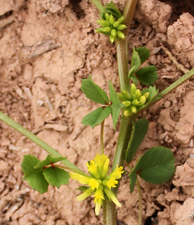 ערבה, פברואר. צילום: © ערגה אלוני