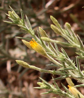 ים המלח, פברואר. צילום: © ערגה אלוני