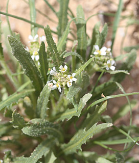 ערבה, 2-2013. צילום: © ערגה אלוני