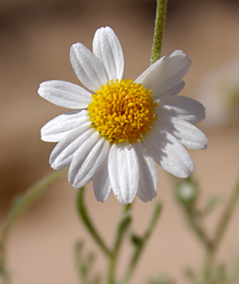 ים המלח, פברואר. צילום: © ערגה אלוני