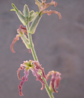 מטמנת נימרה - ערבה, פברואר. צילום: © שרה גולד