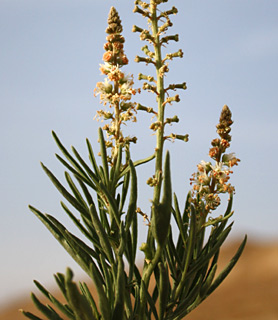 ערבה, פברואר. צילום: © ערגה אלוני