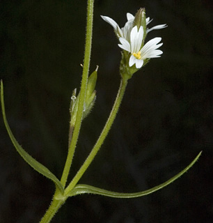 אחו נוב בגולן, 02.02.09. צילום: © יהודה מרטה