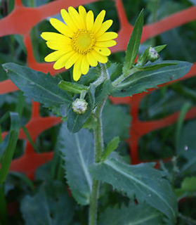 חורשת הסרג'נטים, פברואר. צילום: © ערגה אלוני