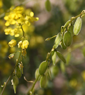 ערבה, פברואר. צילום: © ערגה אלוני