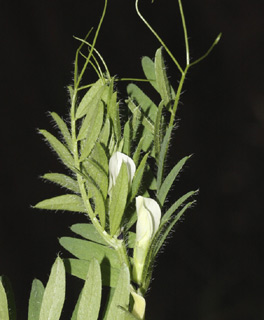 שמורת נחל תל-עדשים, 12-04-09. צילום: © שמעון כהן-סיוון