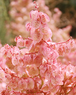 ערבה, פברואר. צילום: © ערגה אלוני