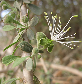 ליד אילת, 3-2013. צילום: © עירית צוק קובצ'י