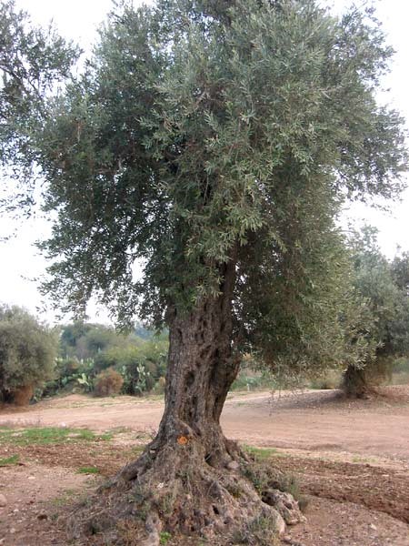 עץ בן מאות שנים. צילום: שרה גולד
