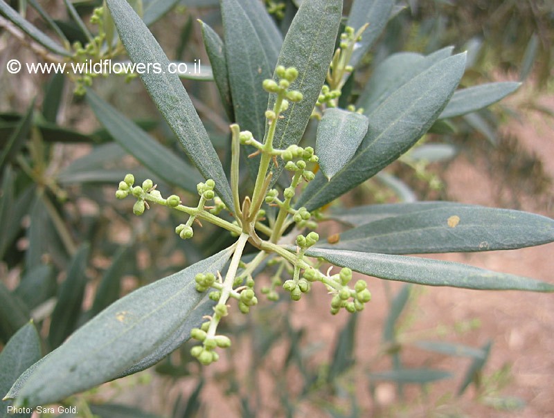 ניצני פריחה. צילום: שרה גולד