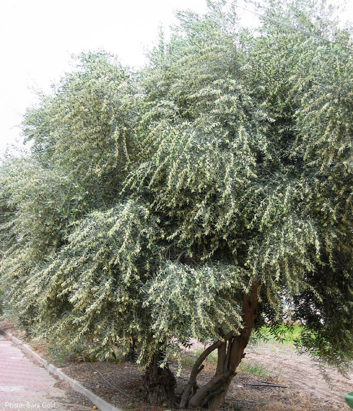 עץ שופע פריחה אחת לשנתיים. צילום: שרה גולד