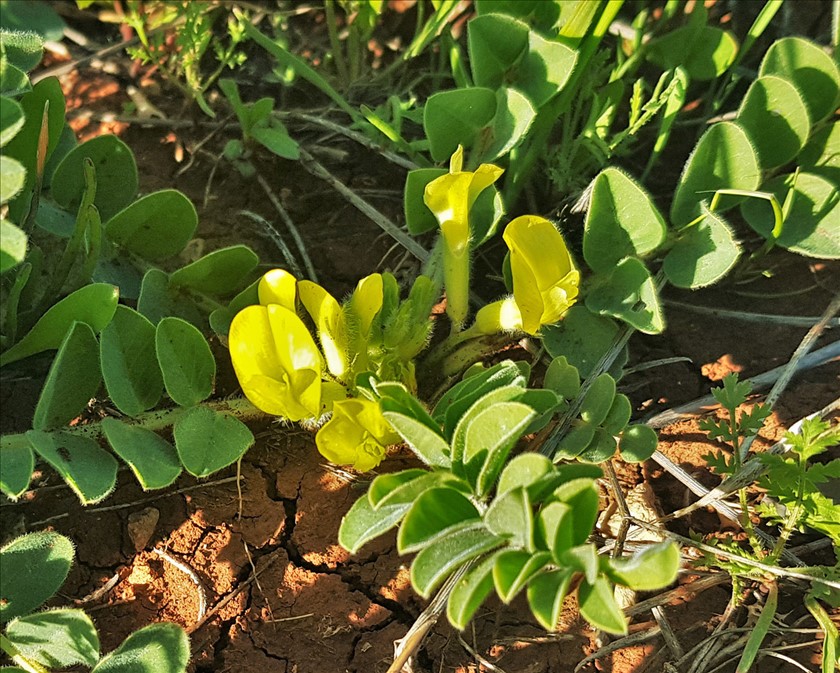 צמח שלם. צילום: איתן שפירא
