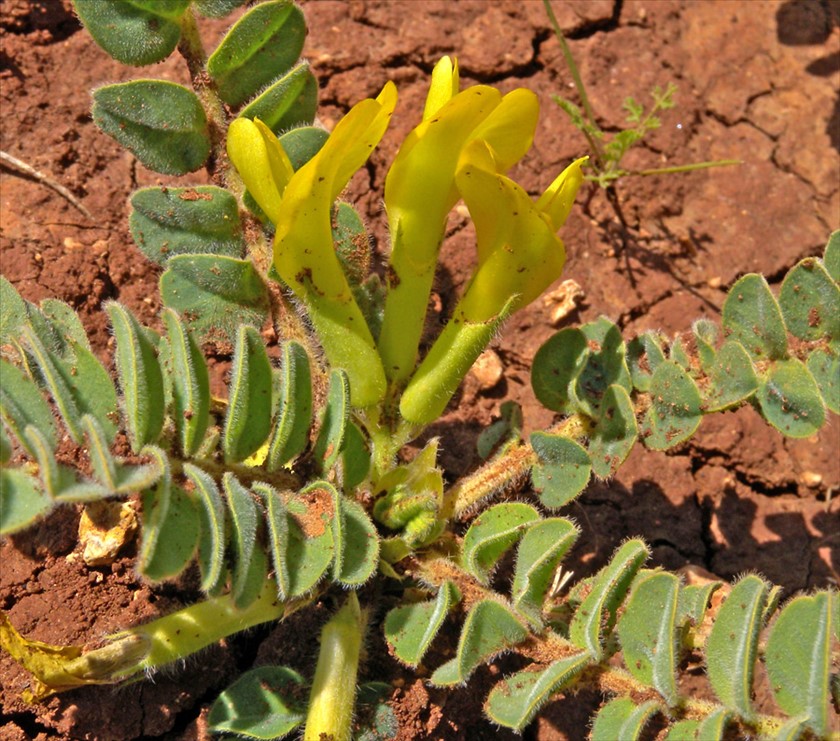 כשמו כן הוא. צילום: עוז גולן