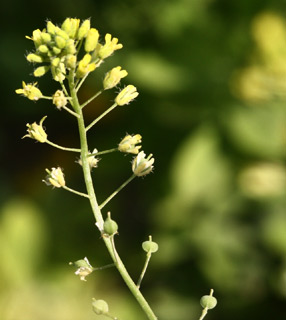 יער בן שמן, מרץ. צילום: © שרה גולד