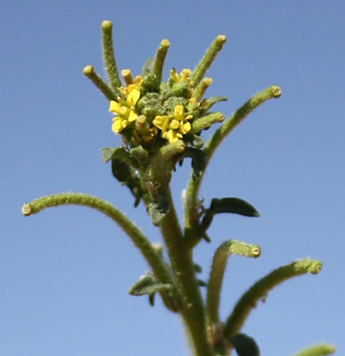 מרץ. צילום: © ערגה אלוני