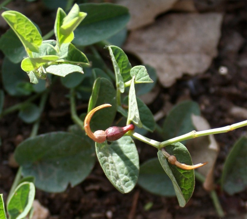 ניצנים טרם פריחה. צילום: ערגה אלוני