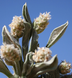 מרץ. צילום: © ערגה אלוני