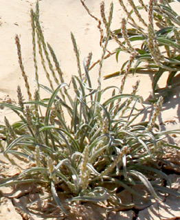 ערבה, מרץ. צילום: © ערגה אלוני