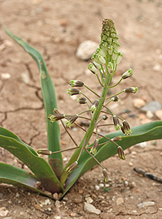 נחושה בחבל עדולם , 3-2016. צילום: © שרה גולד