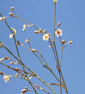 ערבה, פברואר. צילום: © ערגה אלוני