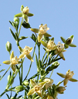 ערב-אל-שיבלי לרגלי התבור, 4-2012. צילום: © ערגה אלוני