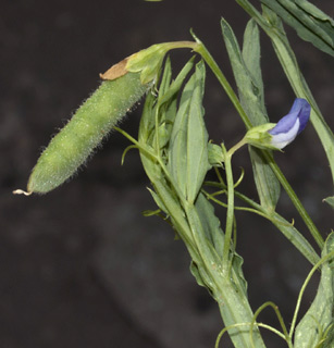 אחו גונן, 20-7-10. צילום: © יהודה מרטה