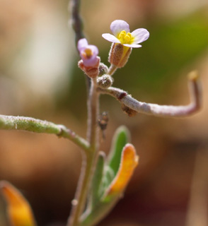 חוף הים, מרץ. צילום: © דרור מלמד